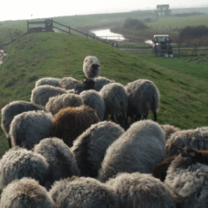Lauriston Farm